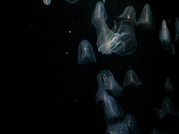 Méduses aquarium valencia espagne